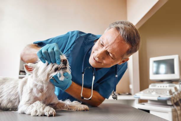 Best Emergency Dental Services for Seniors in West Belmar, NJ
